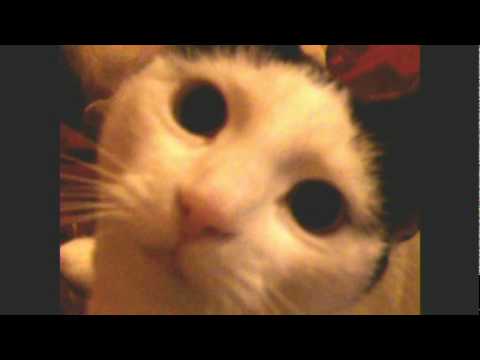 Crazy, Clever, Stupid, Cats And Dogs - Youtube