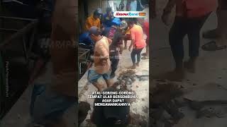Ular Sanca 4 Meter Gegerkan Warga Leles Garut, Damkar Bongkar Gorong-gorong untuk Evakuasi