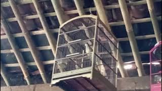 siulan cucak jenggot jantan memanggil betina