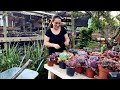 CORTANDO AS SUCULENTAS CULTIVADAS  NO TEMPO _ RENOVANDO AS GIBIFLORAS COM AMOR