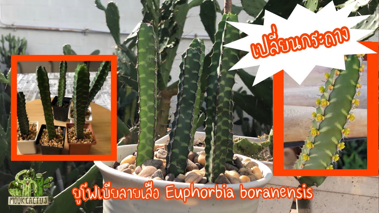 เปลี่ยนกระถาง ยูโฟเบียลายเสือ Euphorbia boranensis | MookCactus