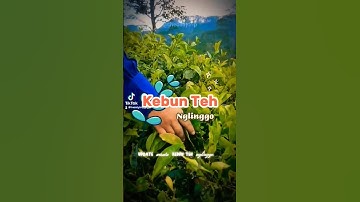 Di Jogja ada kebun teh❓ ada dong kebun teh Nglinggo Kulonprogo #kebunteh #menoreh #wisataalam #jogja