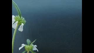 KARKUZHALI KARIMKUZHALI ...