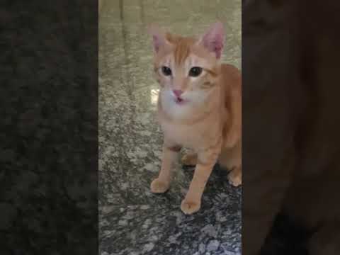 القط الهارب