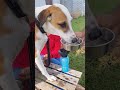 Pawsome video with dogs from our pack!🐾