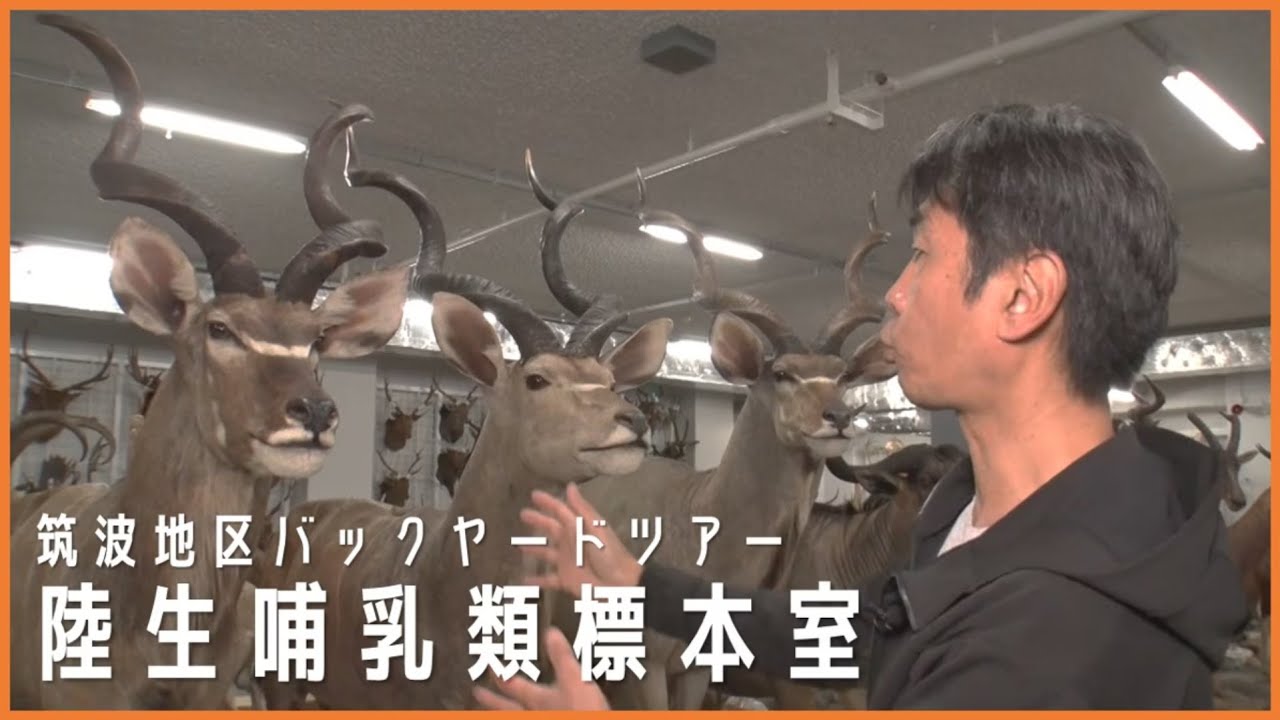 国立科学博物館 筑波地区バックヤードツアー「陸生哺乳類標本室」