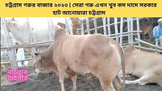 চট্টগ্রাম গরুর বাজার ২০২৩ | সেরা গরু এখন খুব কম দামে সরকার হাট আনোয়ারা চট্টগ্রাম #shortcowvideo