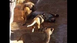 Man mauled by lions at barcelona zoo - ataque de leones a hombre !!!
raw