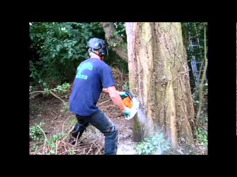 Felling of large poplar tree with use of winch
