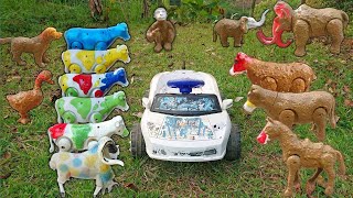 WADIDAU‼️AMAZING COW‼️ MENOLONG SAPI KURBAN & MEMBERSIHKAN HEWAN KERBAU DAN BEBEK