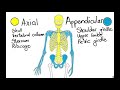 Axial Versus Appendicular Skeleton Exploration