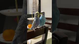 Попугайчики