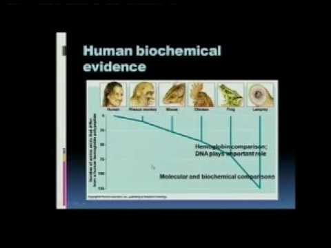 Matric Revision: Life Sciences: evidence for evolution (4/6): comparative biochemistry