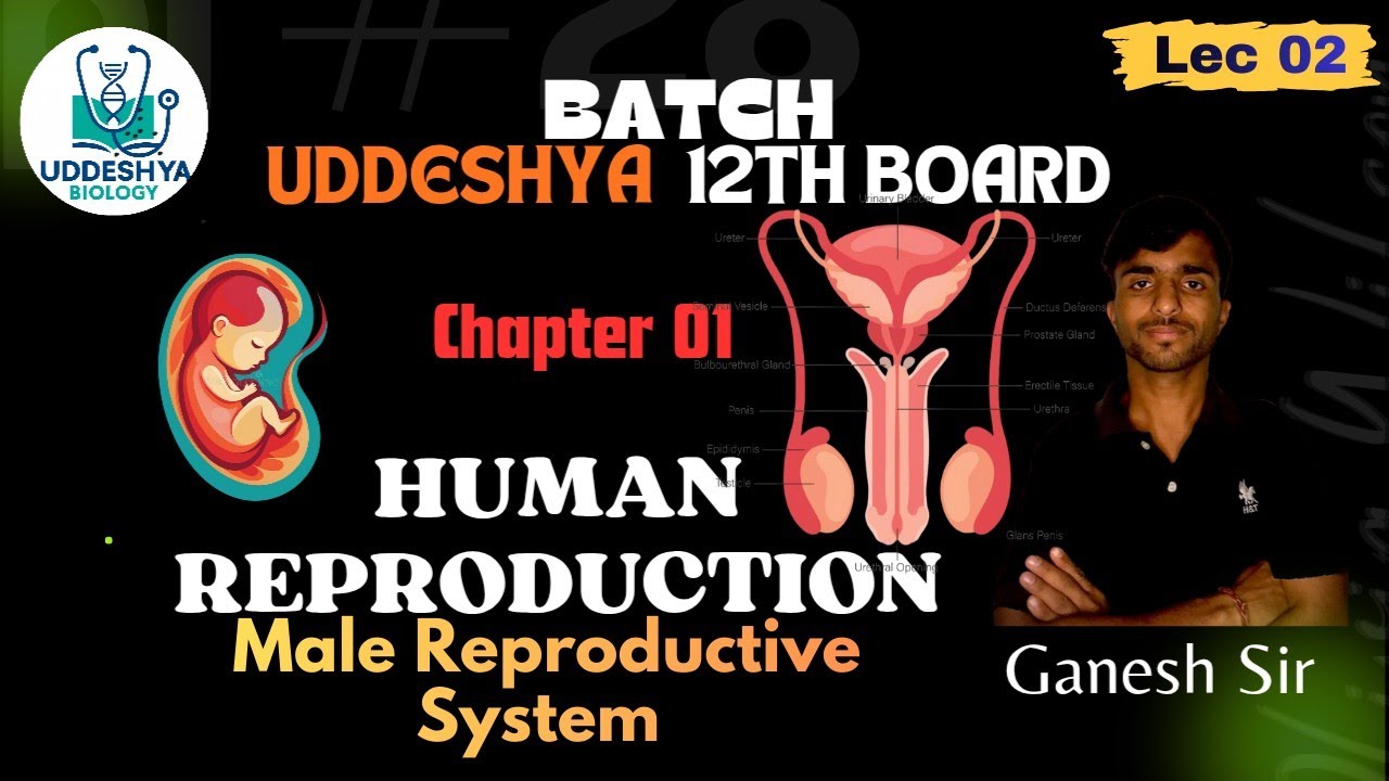 🎯 Chapter 01 – Human Reproduction | Lec 02 | Male Reproductive System 