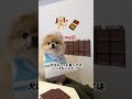 チョコレート工場で働きたかったポメ🍫