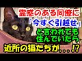 霊感のある会社の同僚に「今すぐ引っ越せ」と言われた家に住んでいたら近所の猫が突然...!?【猫の不思議な話】【朗読】