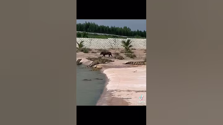 Crocodile on the hunt after pigs !!!!!!
