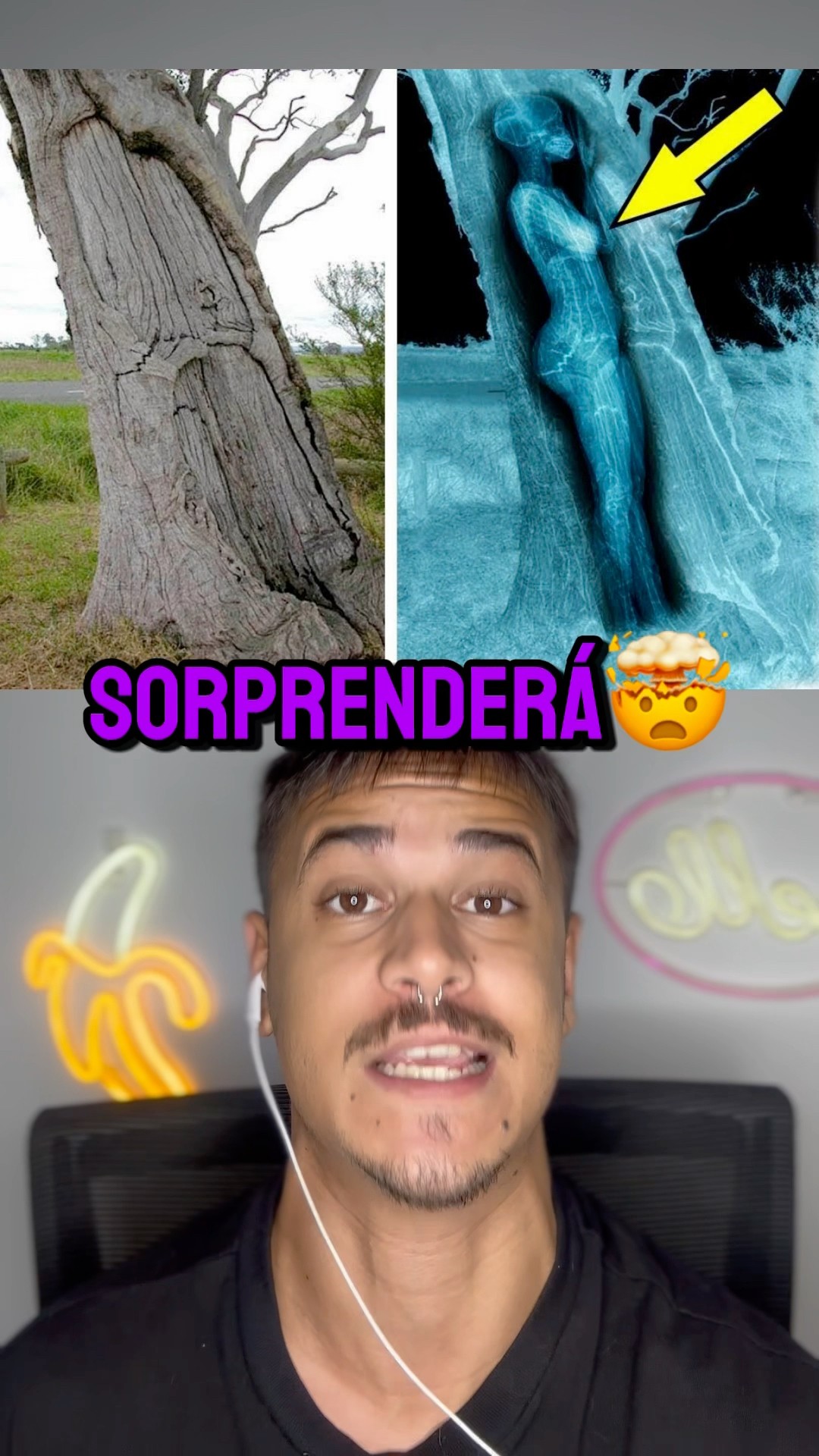 Un Perro Policía Siempre Ladraba Al Mismo Arbol Y Lo Que Había Dentro Te Sorprenderá ? #shorts