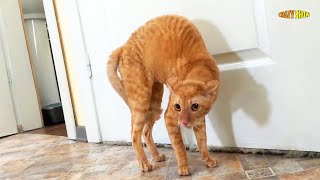 CAT WAS SCARED OF A BOUQUET OF FLOWERS! Amazing Reactions Of Cats To Objects