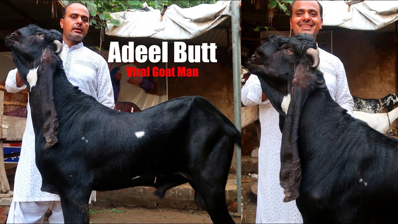 adeel-butt-viral-goat-man-on-social-media-lahore-2022-youtube