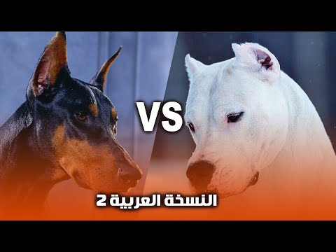 أشتري ده ولا ده كلب الدوبرمان ولا كلب الدجو الارجنتيني