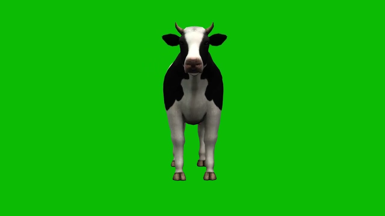 Cow Green Screen 4K