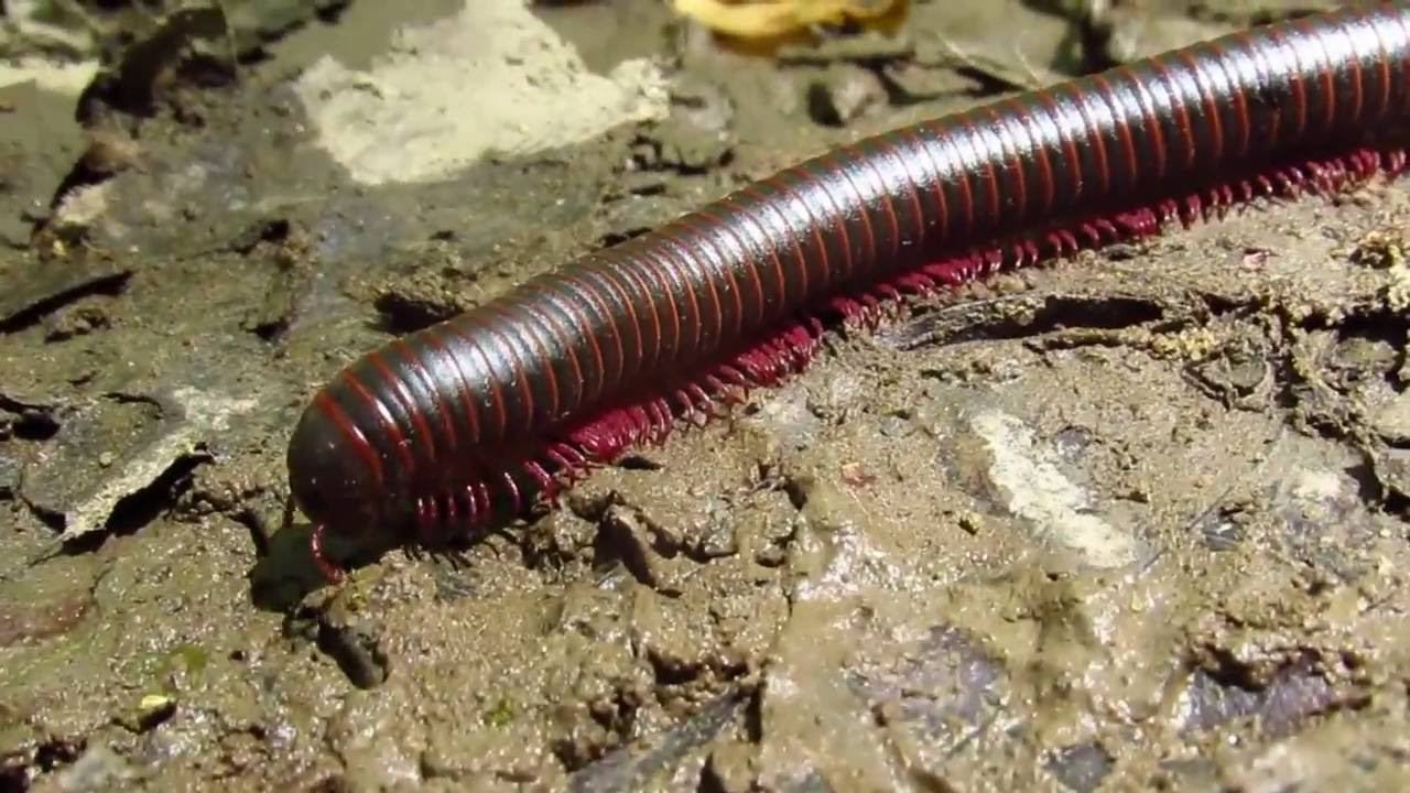 National Geographic Bioblitz Millipede