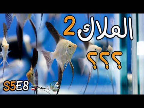 58 الملاك 2