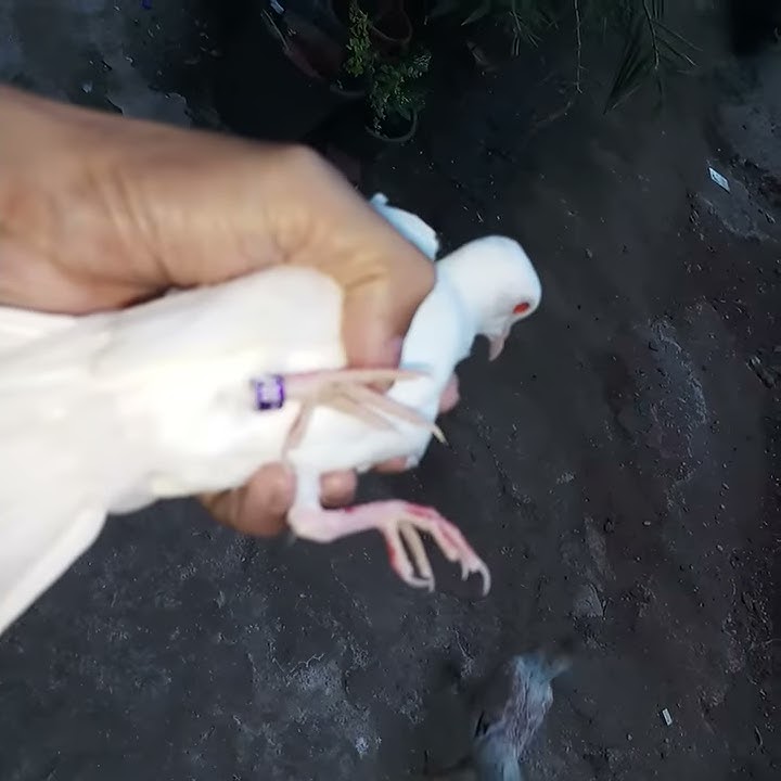 Jual puter putih albino Mata Merah sawangan depok