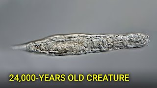 A tiny creature survived 24,000 years frozen in Siberia