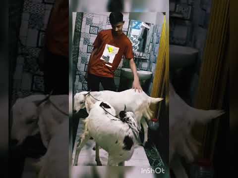 qurbani 2026 #viral #qurbani2026 #bakraeid #bakra #love