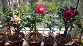 Elen S Adenium pluS