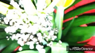 Video Asen Dimitrov