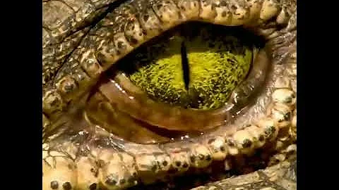 ¿Cómo es la visión de los cocodrilos?