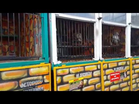 Зоопарк в Астане/На детской площадке / Entertainment for children