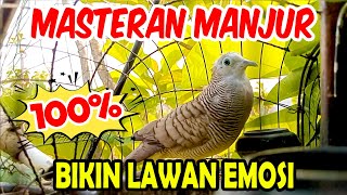 Perkutut lokal gacor suara besar super | langsung nyaut