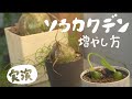 【観葉植物】実演！ソウカクデンの変わった増やし方