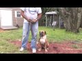 Dog Training & Care : How Do I Train a Deaf Dog? Dog Training & Care : How Do I Train a Deaf Dog?