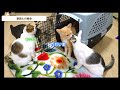 去勢手術が無事に終わり、レオが帰ってきました！