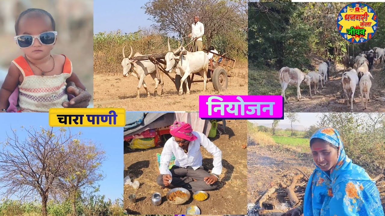 मेंढरांना चारा  पाणी पाहण्यासाठी  गेलो जंगलात. एकदा वातावरण पहा कळेल आमचे धनगरी जीवन..
