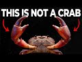 Why Do Animals Keep Evolving Into Crabs