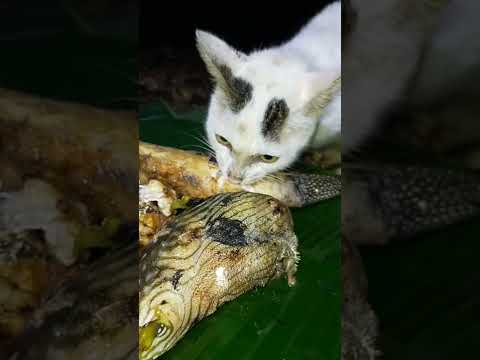 Kucing Ini Makan Ikan Buntal langsung Mati Di Tempat