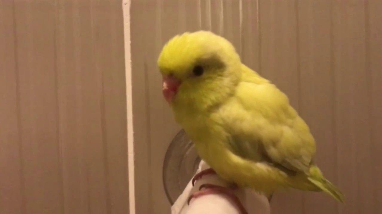 parrotlet care baby parrotlets in first shower youtube