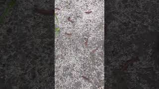 #nature #insects #viral#centipedes