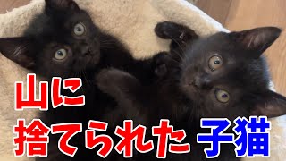 やまねこ断捨離中　6点 やまねこ断捨離中様 リクエスト 6点 まとめ商品