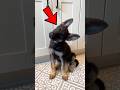 Why Do Dogs Tilt Their Heads? 🤯