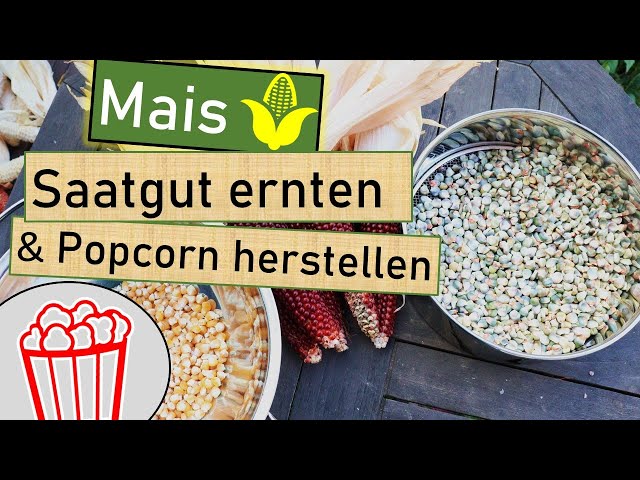 Mais Saatgut ernten  Von der Pflanze zum Saatgut  + daraus Popcorn  selber machen  Saatenvielfalt - YouTube