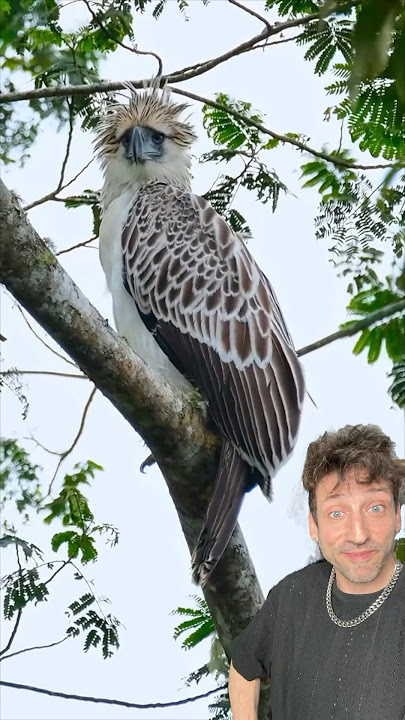 The Philippine Eagle is the king of birds