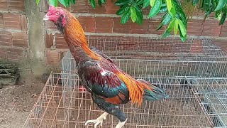 Reprodutores Do Criatório. Galos Combatentes