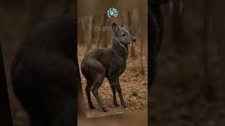 142. Ciervo vampiro #MoschusMoschiferus #Evolución #CiervoAlmizclero #BiologiaAnimal #Curiosidades